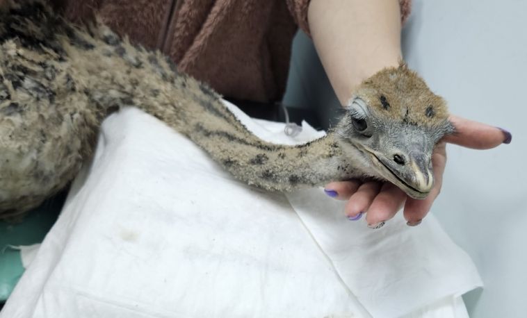 В Магнитогорске ветеринары спасли страуса