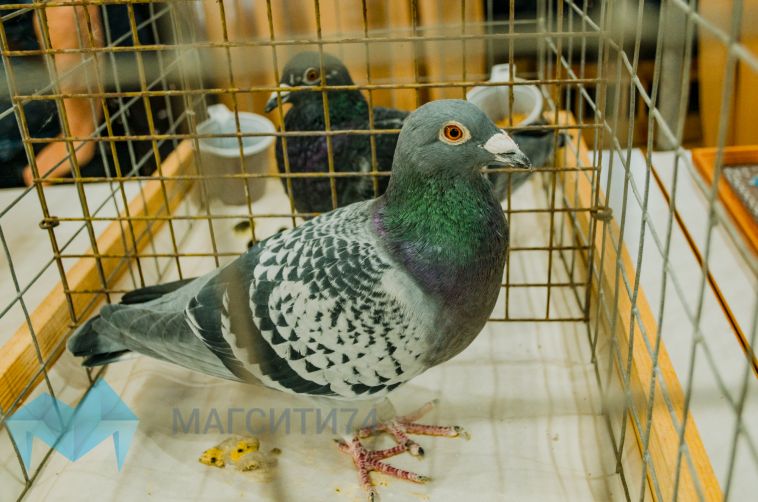 В Магнитогорске неизвестные стреляют в голубей