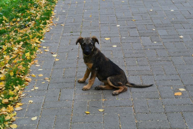 В Магнитогорске в парке провели рейд по соблюдению правил выгула собак
