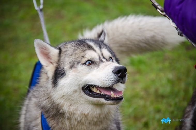 В России люди с инвалидностью по зрению могут получить собаку-проводника