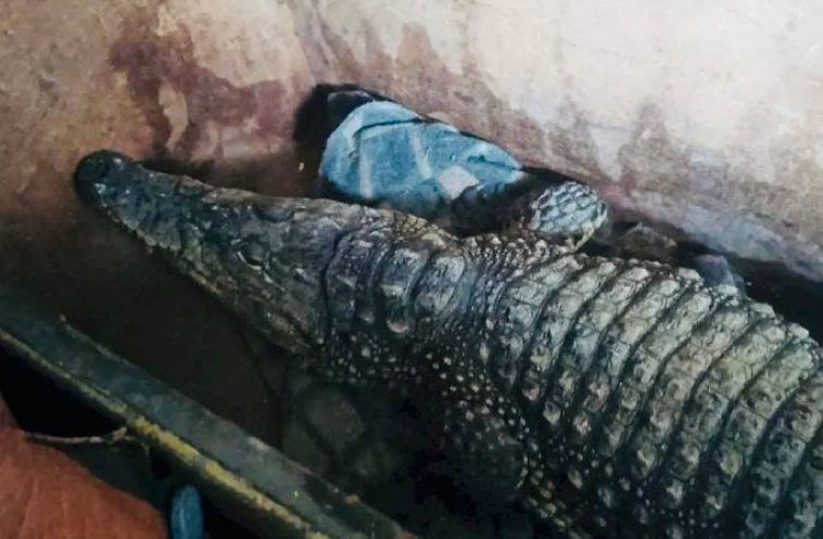 Таможенники предотвратили вывоз крокодила в Казахстан