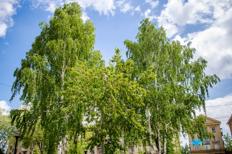 Магнитогорцев ждет прохладное начало новой рабочей недели