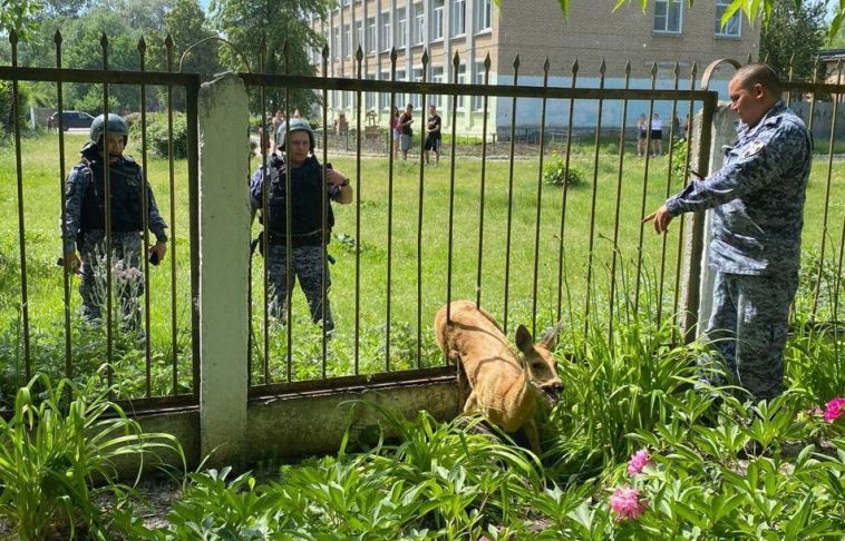 В Челябинской области косуля застряла в заборе детского сада