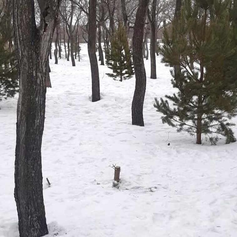 В Экологическом парке неизвестные спилили дерево