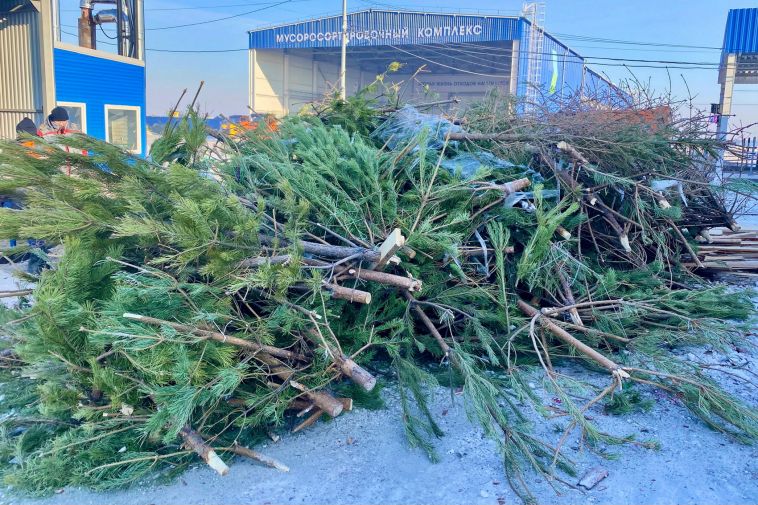 От праздника к пользе: в Магнитогорском «Ситиматике» отслужившие новогодние деревья превращаются в тепло для цехов и заботу о ястребах