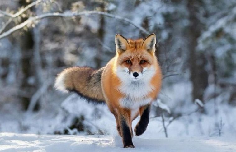 Природоохранная прокуратура информирует о запрете изъятия диких животных из естественной среды обитания