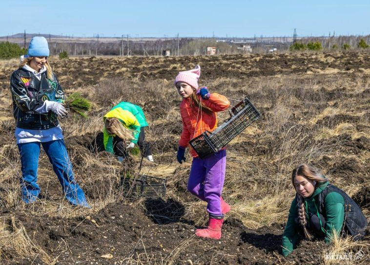 Магнитогорцы продолжают высаживать лес вокруг города