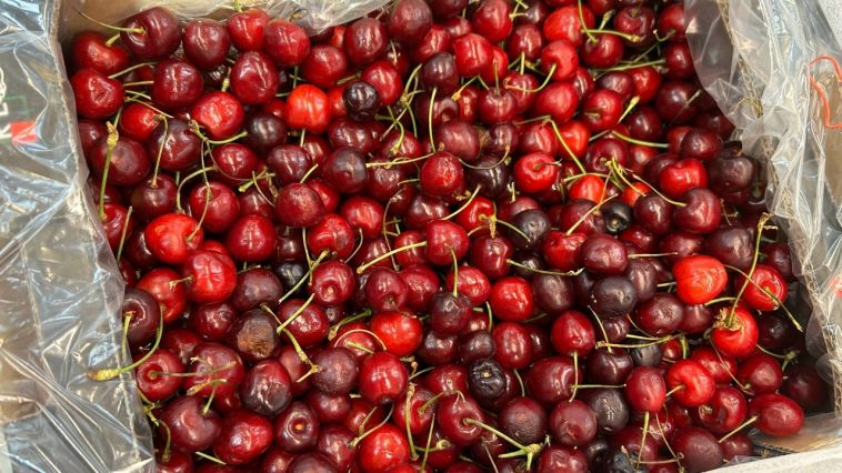 Челябинские таможенники пресекли ввоз незадекларированной черешни