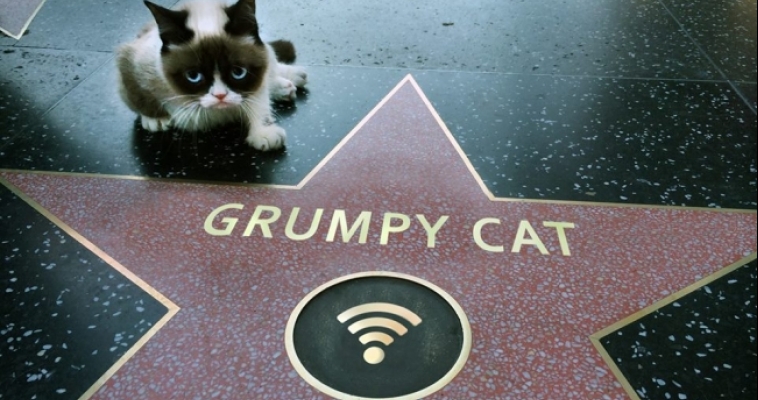 Вышел трейлер рождественского фильма про кошку-мем Grumpy Cat