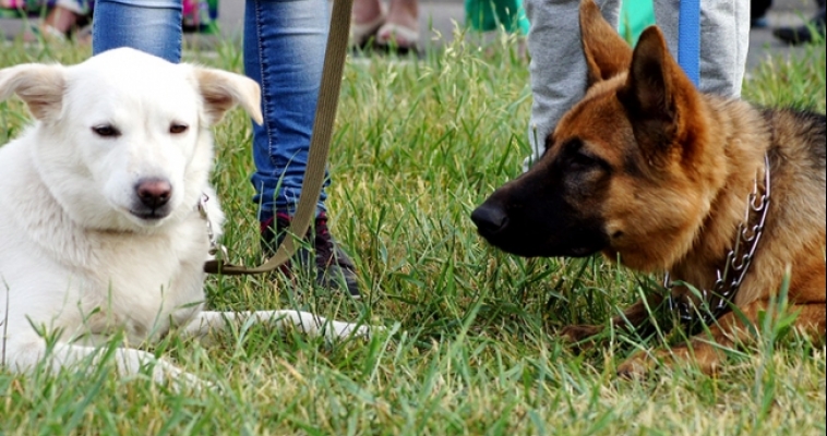Любителей животных приглашают на совместную прогулку с собаками