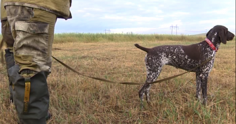 Испытание для четвероногих. Охотничьи собаки продемонстрировали навыки на областных соревнованиях под Магнитогорском