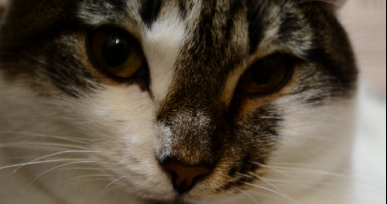Кошка беспрепятственно «выехала» из Челябинска в Калининград