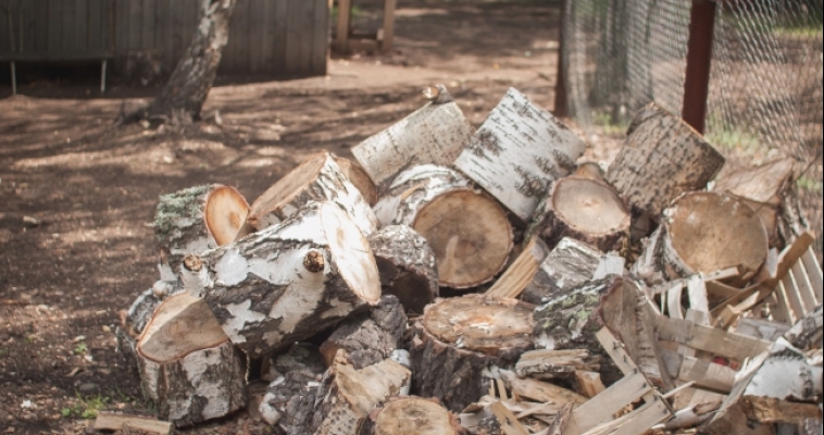 В августе в Магнитогорске незаконно вырубили более 150 деревьев