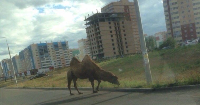Магнитогорские автомобилисты удивились, увидев верблюда на дороге