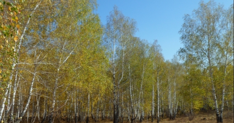 Погода на завтра
