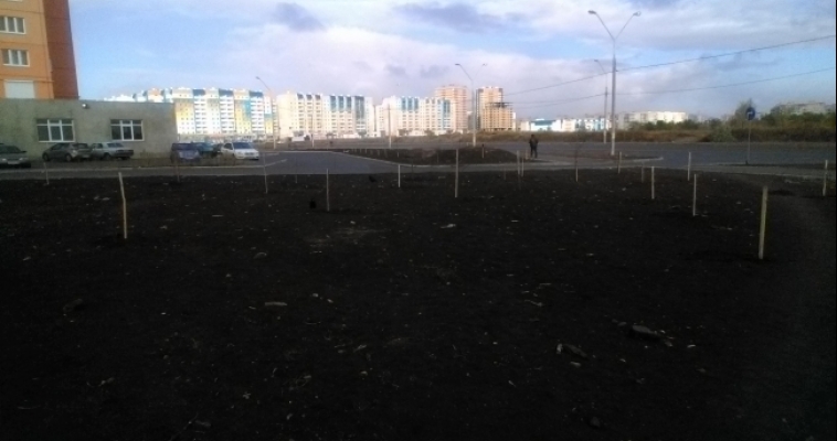 В 147 микрорайоне появились неизвестные саженцы