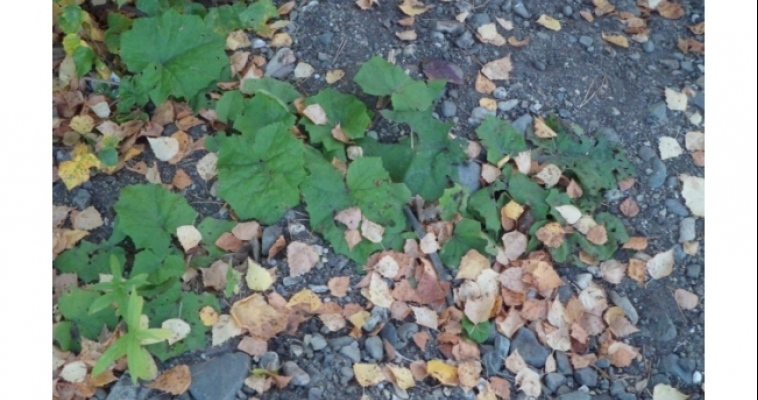 В Магнитогорске подходит к концу осенняя уборка