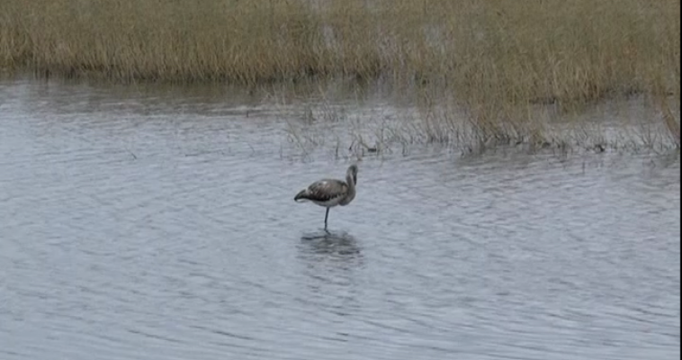 В окрестностях Магнитогорска — на озере Соленое — был замечен фламинго
