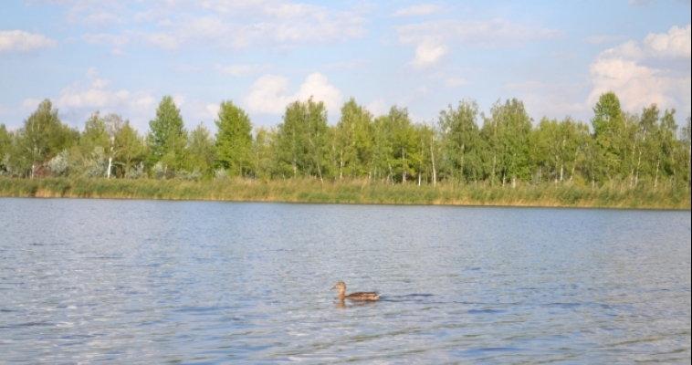 Организация сбрасывает загрязнённые сточные воды в реку