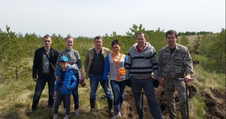 Сотрудники прокуратуры посадили 621 дерево под Магнитогорском