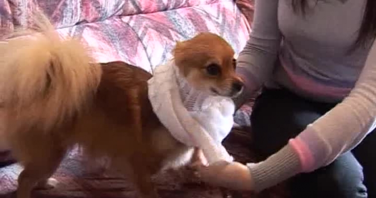 Одежда для собак