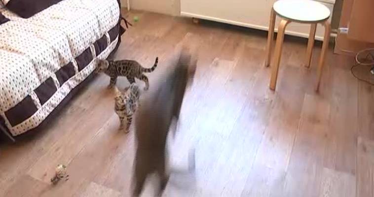 Бенгальские кошки (16.02)