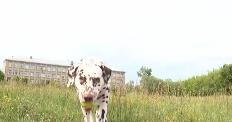 Пятнистый друг (12.07)