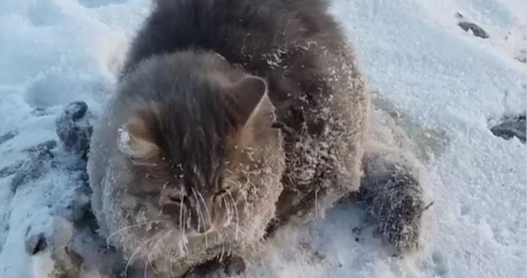 ВИДЕО: Кот вмерз в лед