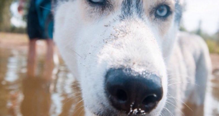 ХАСКИ: ТВОЙ ДОМАШНИЙ ВОЛК (09.03)