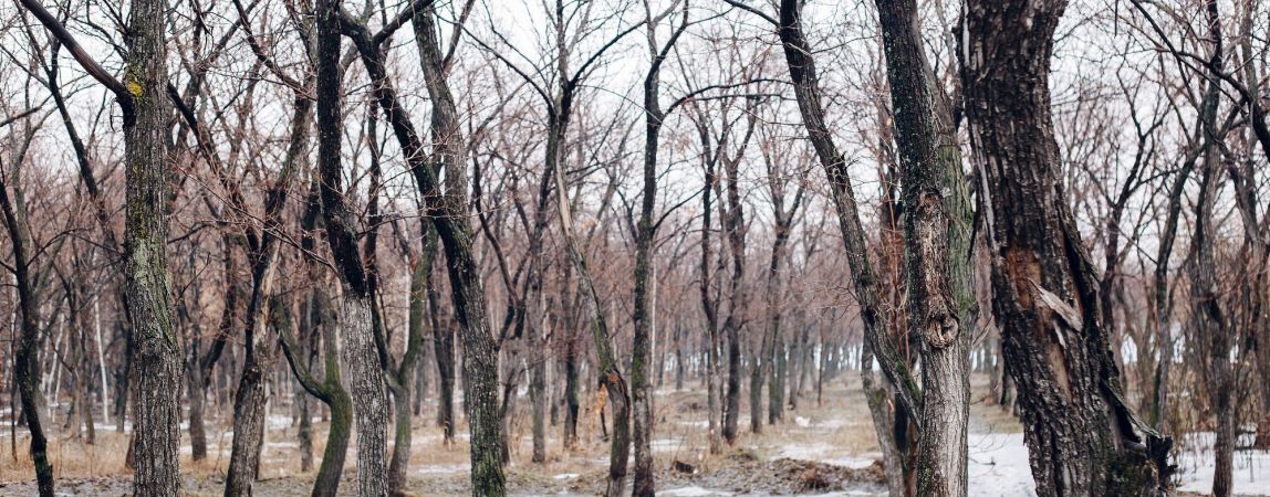 Город может стать зеленее. Магнитогорск участвует в конкурсе «Аллея славы»