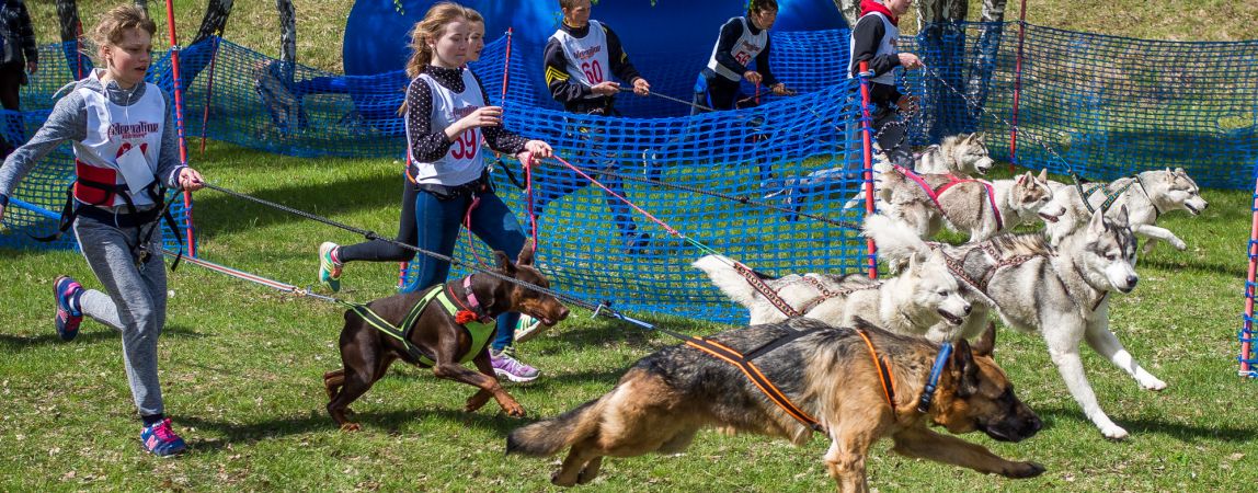 Фоторепортаж с III традиционных гонок в собачьих упряжках «Стальной рубеж»