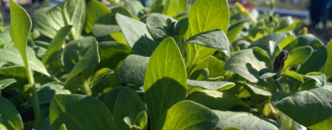В Магнитогорске стартовал сезон высадки цветов