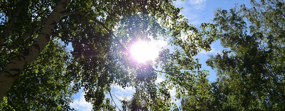 Жители «за» зеленый город