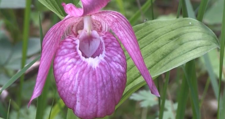 ОРХИДЕИ НА БОЛОТЕ