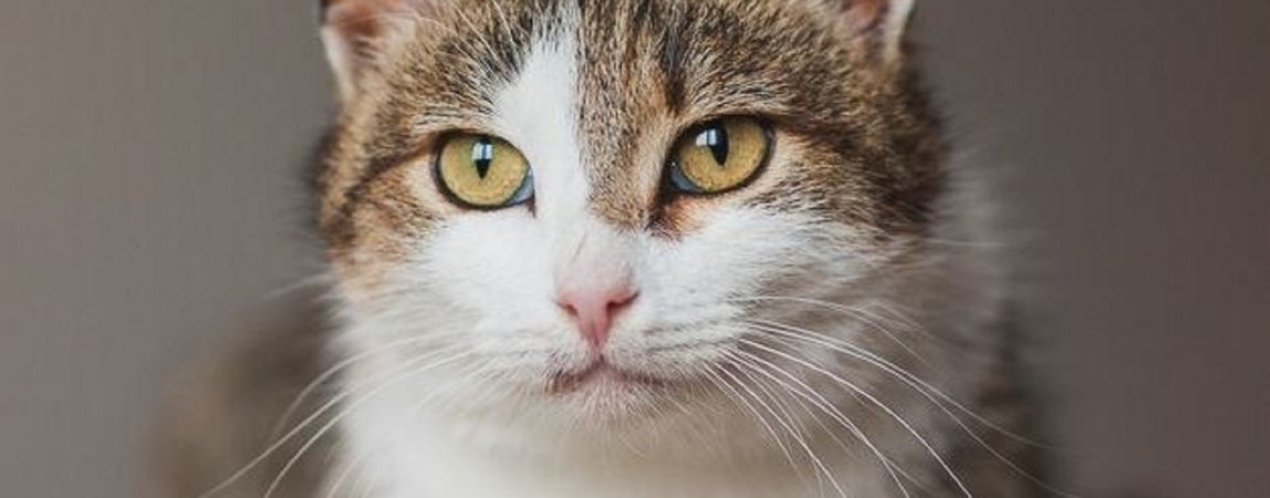 Ищет дом замечательная кошечка Стеша
