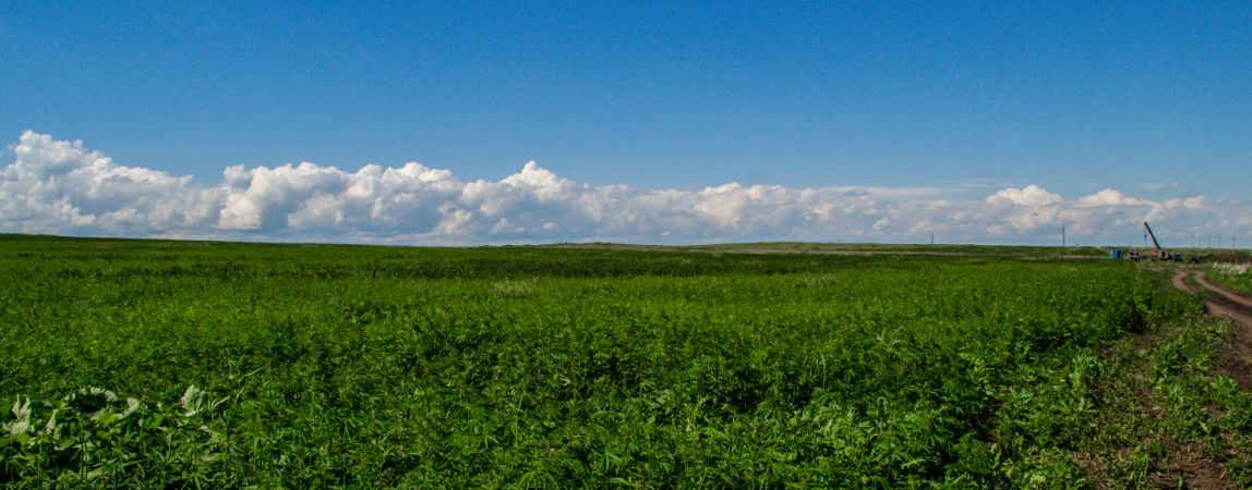 В Агаповке уничтожили дикорастущую коноплю