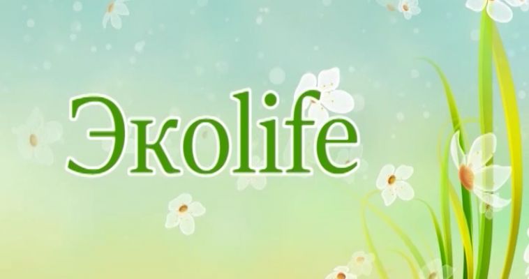 ЭКОLIFE (11.08)