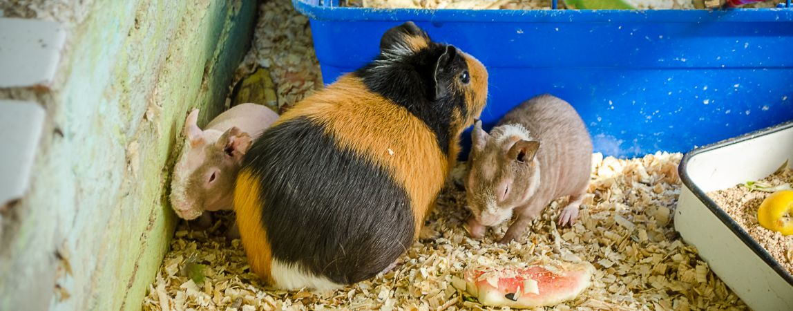 С миру по морковке. Экологическому центру  нужны лакомства для животных