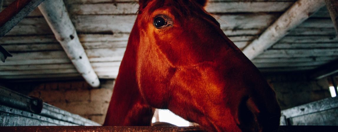 Капля никотина убивает лошадь. А больную — рвет на части