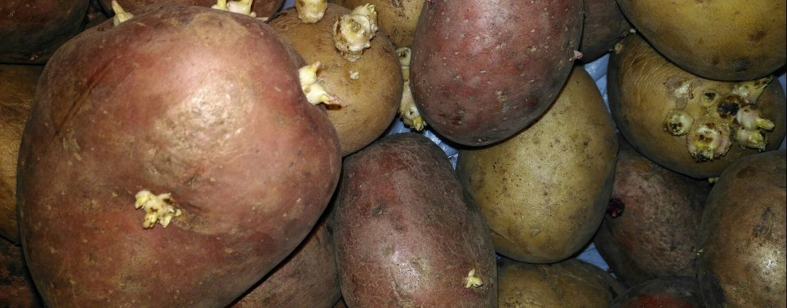 Облученный на «Маяке» картофель «покажет себя» по весне