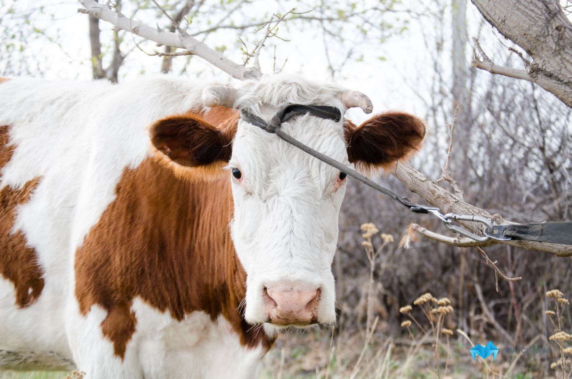 А вы пьете молоко здоровой коровы?