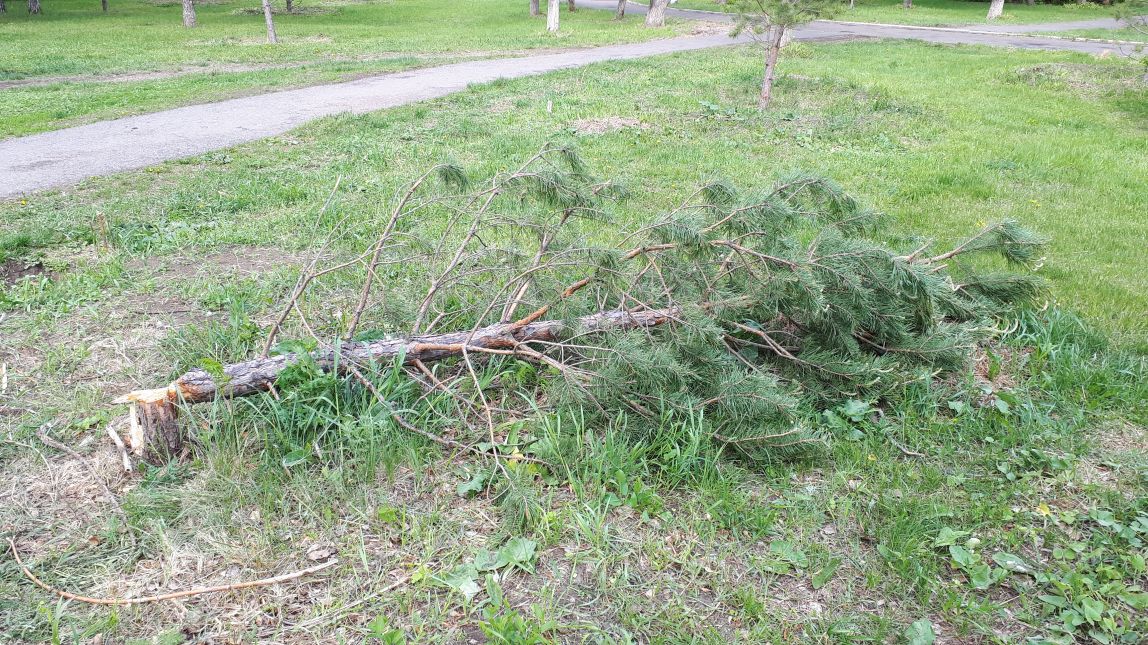 Неизвестные погубили дерево в парке Трёх поколений