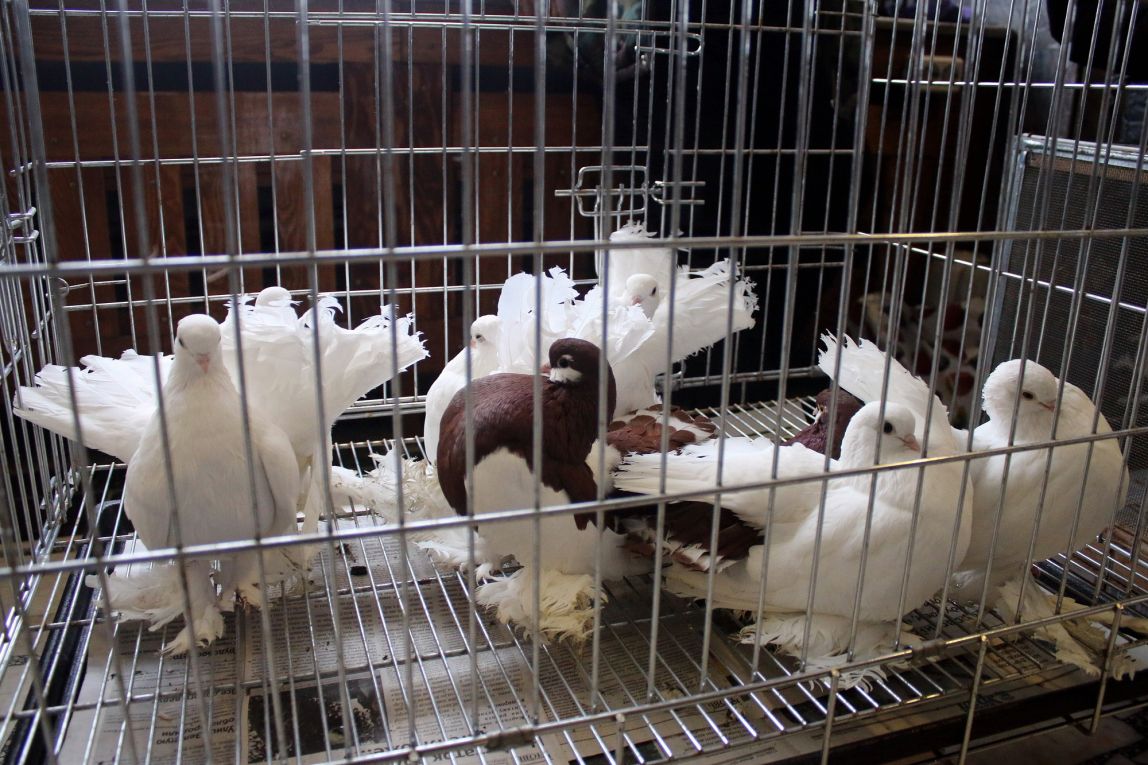 В Магнитогорске погибли коллекционные голуби
