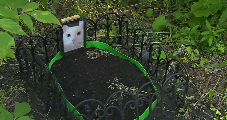 Любитель домашних животных обустроил могилу для кота в центре города