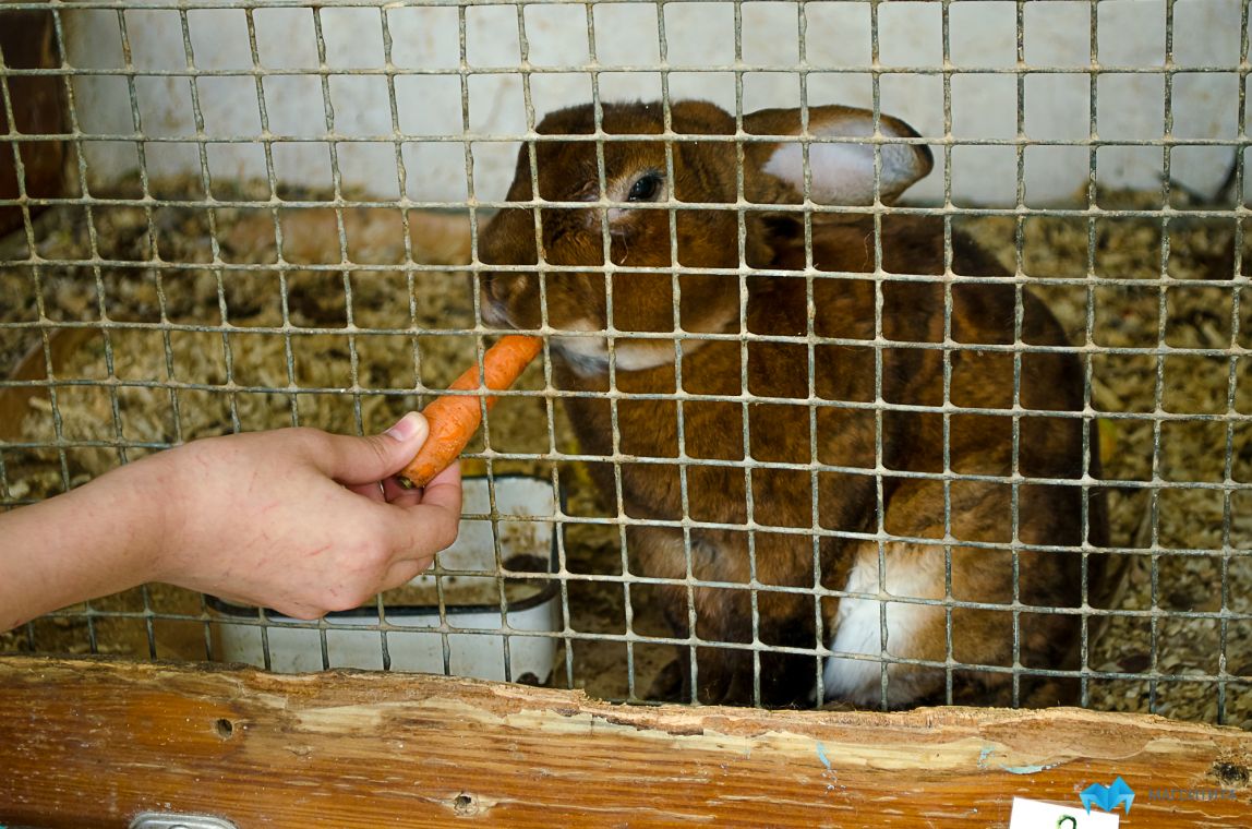Накорми кролика - получи приз!