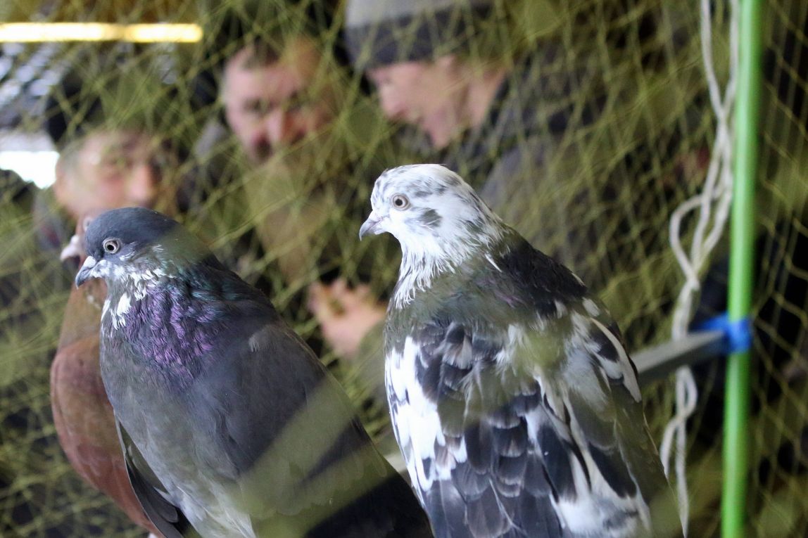 Магнитогорцев приглашают на выставку спортивных голубей