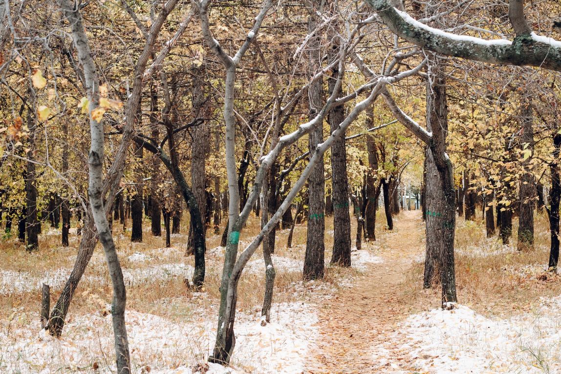 На Южном Урале прогнозируют сильный ветер и снег