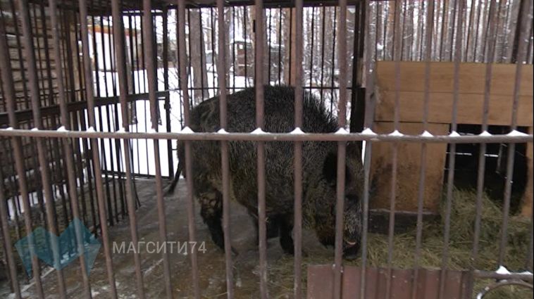 В зоопарке Абзаково живет свой символ года Свиньи