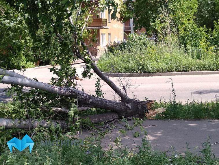 Ветер повалил деревья в разных районах города