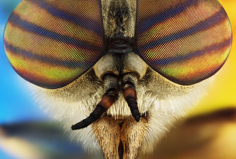Фотограф-самоучка из Магнитогорска поразила жюри снимками насекомых-гигантов